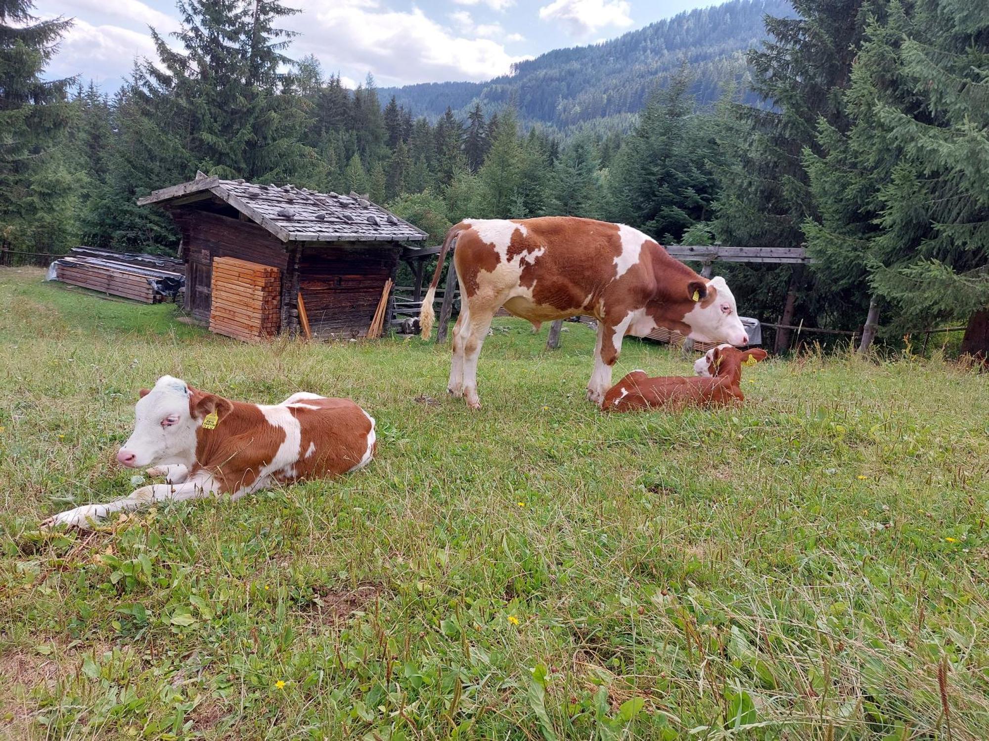 Blosegghof Bergchalets Waldblick Racines Εξωτερικό φωτογραφία